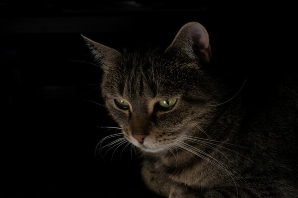 A cat with a serious look on a black background