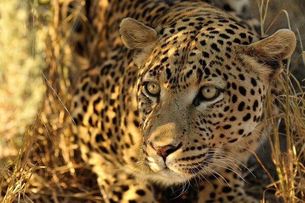 Leopardo listo para la caza, congelado