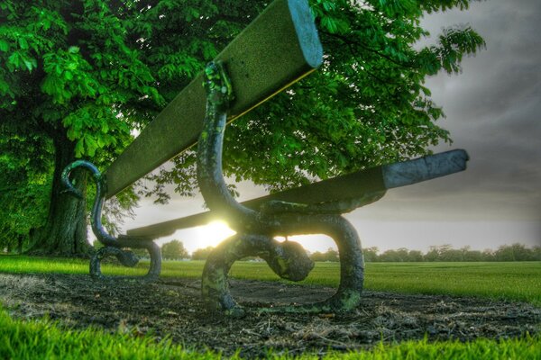A bench on the grass by a tree