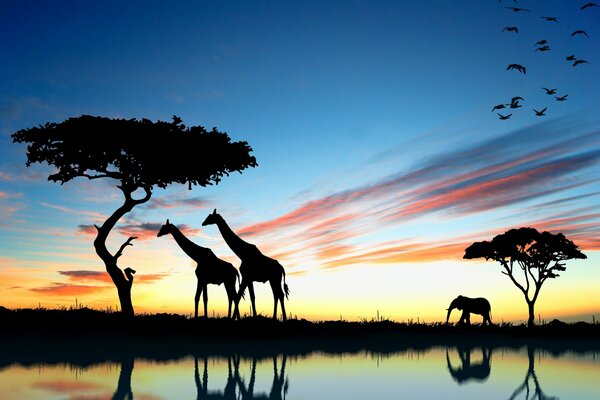 Zwei Giraffen und ein Elefant gehen bei Sonnenuntergang des Tages spazieren