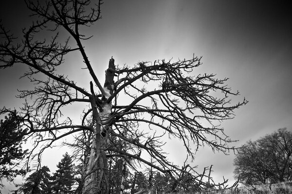 Czarno-białe zdjęcie drzewa z zakrzywionymi gałęziami