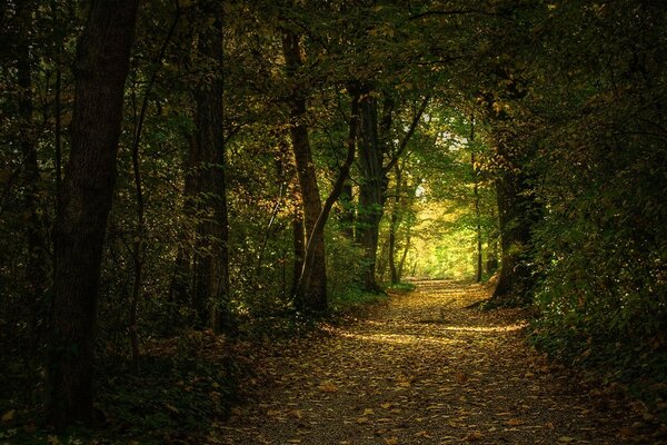 Fallen leaves on a forest path between trees