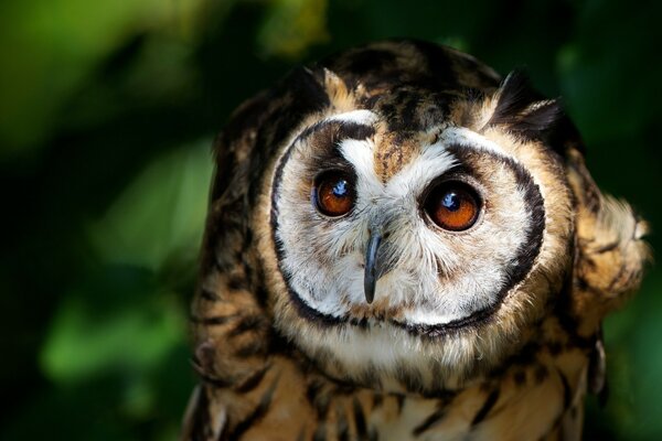 Búho con ojos marrones en la naturaleza