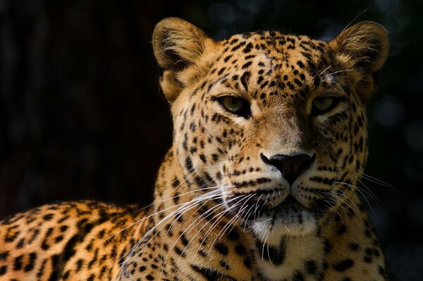 Leopardo su sfondo scuro