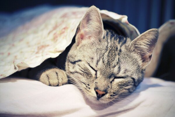 Striped cat is sleeping comfortably under a blanket