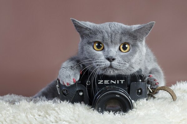 Foto der Katze mit Kamera Zenit