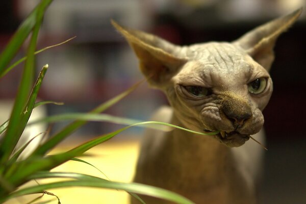 Le chat Sphinx mange de l herbe