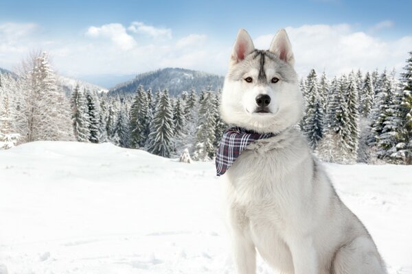 Divertido Husky en un pañuelo en el fondo del bosque de invierno