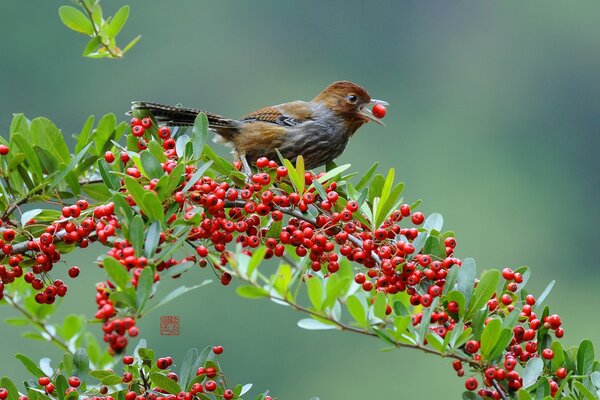 Ein kleiner Vogel isst Beeren auf einem Ast