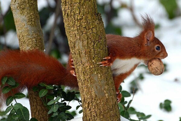 A red squirrel is sitting on a tree with a nut in its teeth