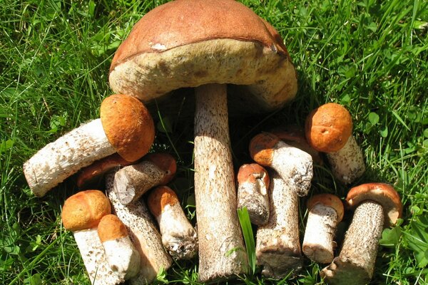 Fresh mushrooms on green grass in macro