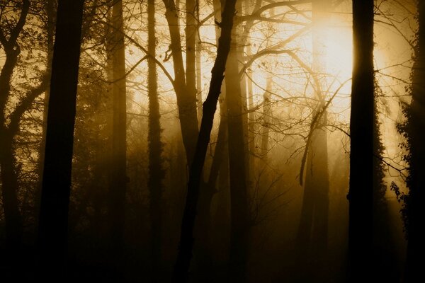 Dawn in a dense forest with fog