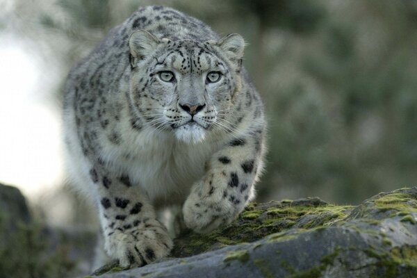 Leopard jagt in freier Wildbahn