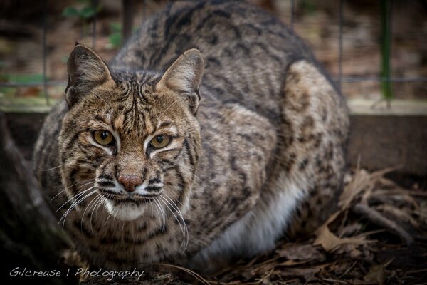 A lynx stalking its prey