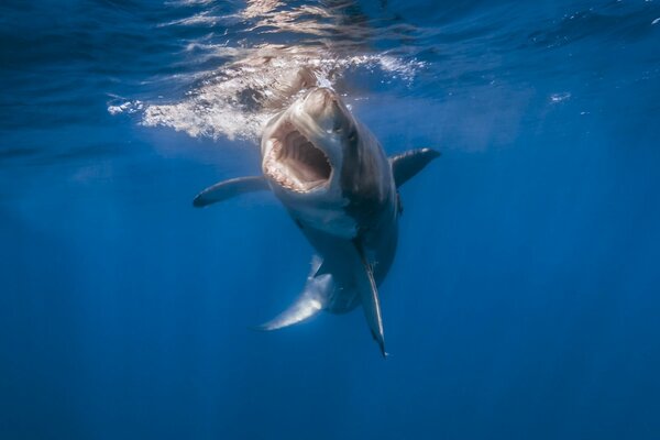 Shark in the sea. Predator. Teeth