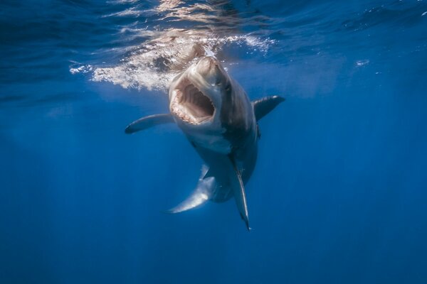 Tiburón en el mar. Carnívoro. Dentadura