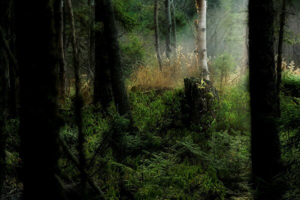 Die Schönheit der Waldsteppen. Ästhetik