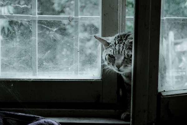 Un gatto soriano entra dalla porta