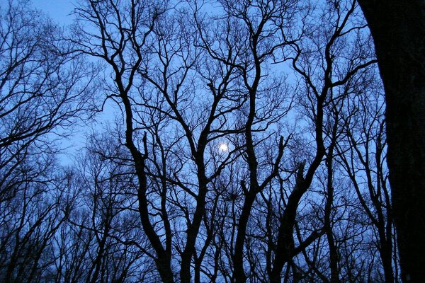 La luce della Luna si fa strada attraverso gli alberi scuri