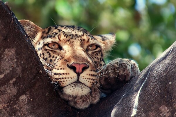 Leopardo descansando en un árbol