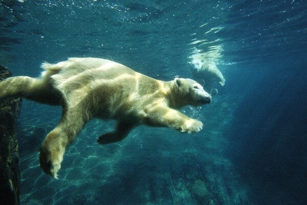 Polar bear swims under water
