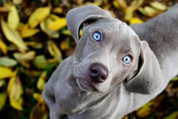 Il cagnolino grigio guarda curiosamente in alto