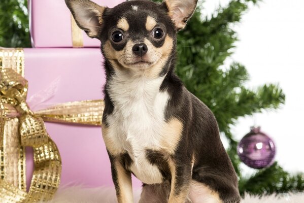 Ein schöner Weihnachtsbaum und ein kleiner Chihuahua