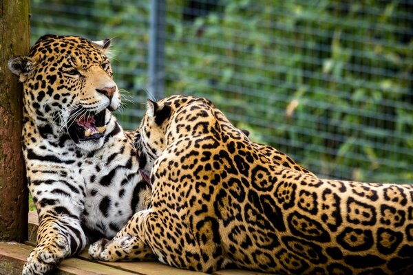 Los Jaguares toman el sol