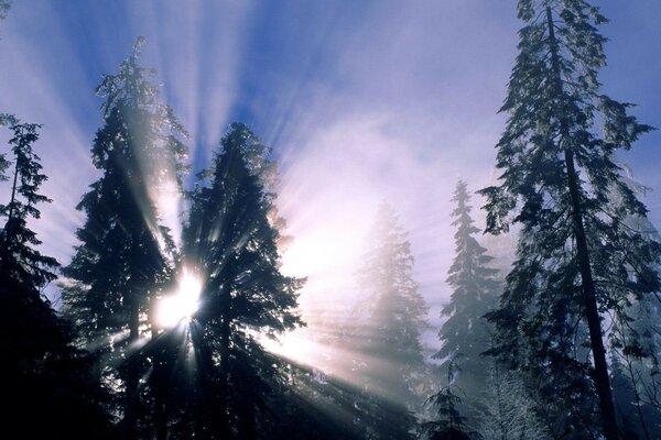 Лучи солнца пробиваются сквозь зимние ели