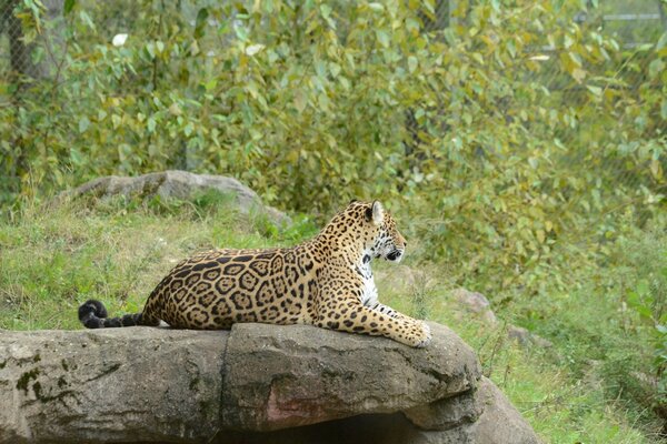 A wild cat in the bosom of nature