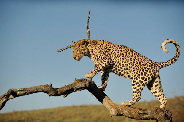 Naturaleza . foto de leopardo