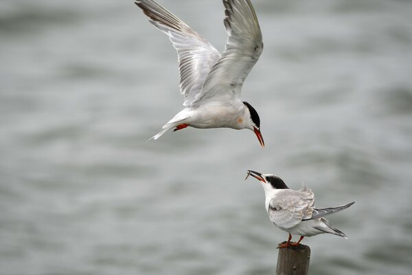 Seagulls with prey. Sea. Birds