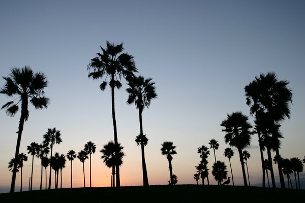 Palm trees growing towards the sky, towards the sun