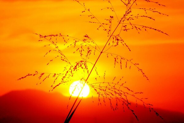 A branch on the background of a red sunset