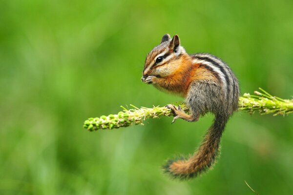 Striped chipmunk nibbles grain