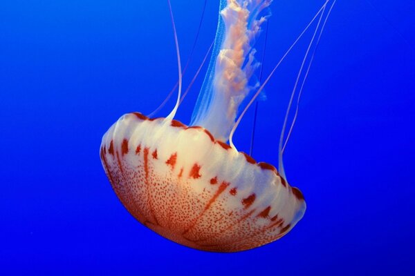 Méduse rouge et blanc sur fond bleu