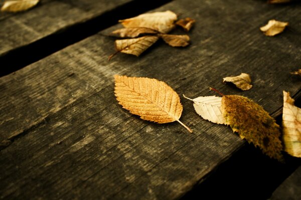 Esthétique. Automne. Feuilles mortes