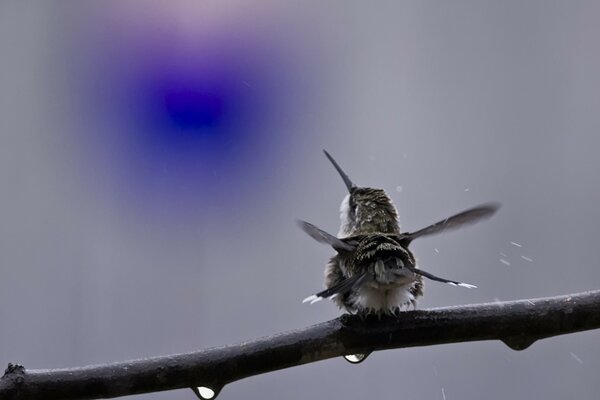 Der Kolibri schüttelt das Wasser von sich ab