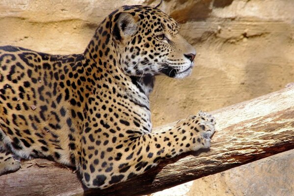 Leopardo en un tronco. Carnívoro. Descanso