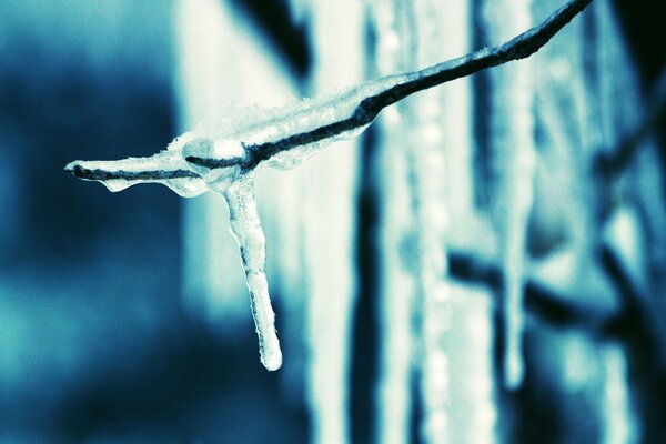 A frozen icicle on a branch. Winter drops