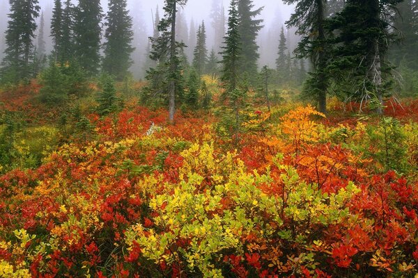 Autumn misty forest with colorful bushes