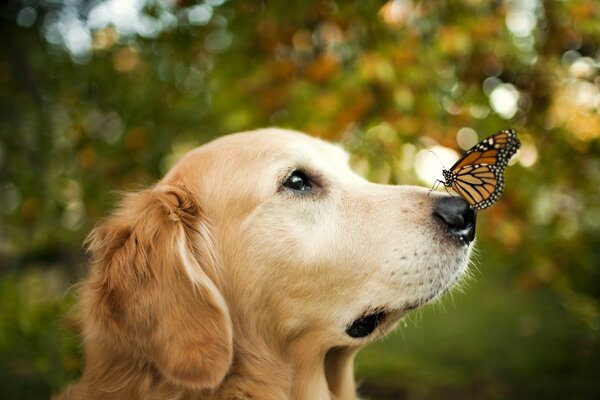 Ein Schmetterling, der auf der Nase eines Hundes sitzt