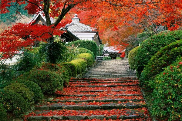 Herbstlicher japanischer Garten in hellen Farben