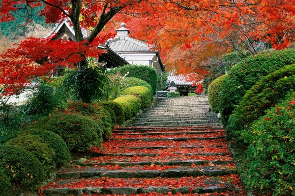 Осенний японский сад в ярких красках