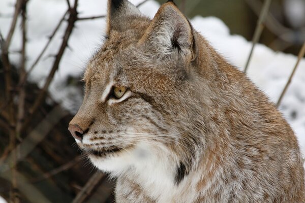 Chats sauvages. Lynx en hiver