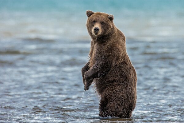 The bear is standing in the water on its hind legs