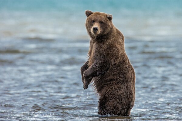 Oso de pie en el agua sobre sus patas traseras