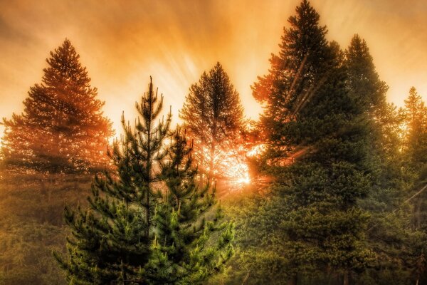 The rays of the sun living through the branches of fir trees