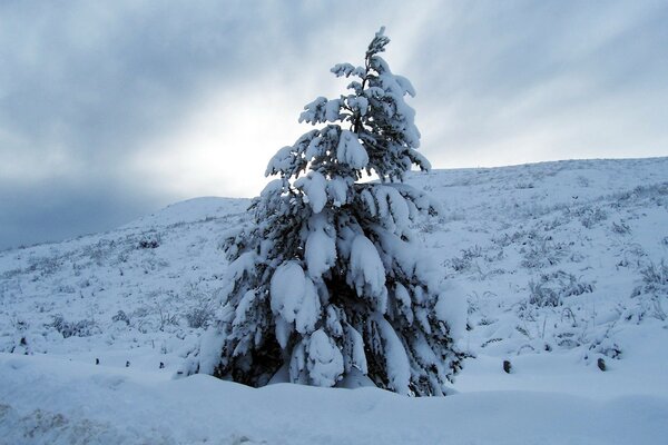 The Christmas tree was impudent from heavy snow