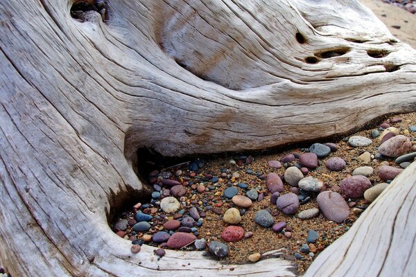 Colored stones under thick tree roots